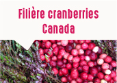 Les cranberries des plaines du Saint Laurent au Québec