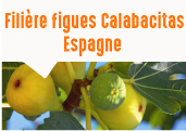 Les figues Calabacitas des vergers d'Extremadura en Espagne