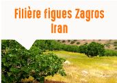 Les figues Zagros des monts Zagros en Iran
