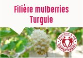 Les mulberries des Jardins d'Adiyaman en Turquie