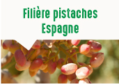 Les pistaches des plantations d'Albacete en Espagne