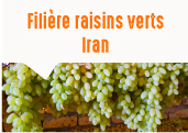 Les raisins verts de la vallée de Kashmar