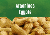 Arachides coques grillées d'Egypte