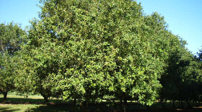 Les noix de Macadamia des gorges d'Oribi en Afrique du Sud