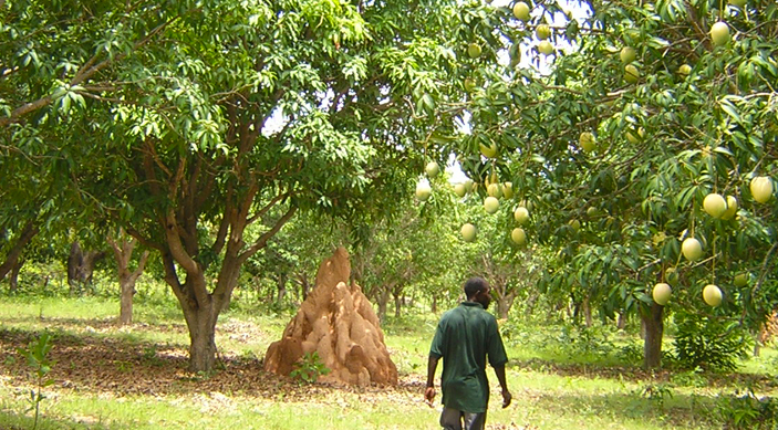 Les mangues sÃ©chÃ©es des jardins de Banfora au Burkina Faso