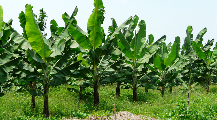 Bananes séchées de Cerecita en Equateur