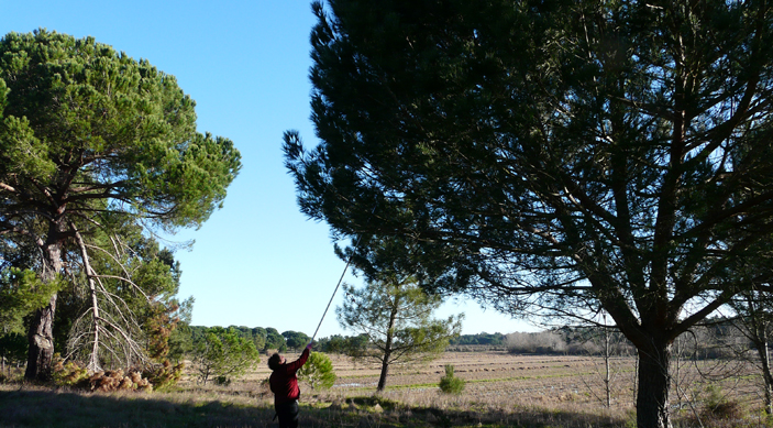 Les Pignons de pin des pinÃ¨des de la province de Madrid en Espagne