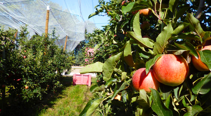 Pommes sÃ©chÃ©es de Provence