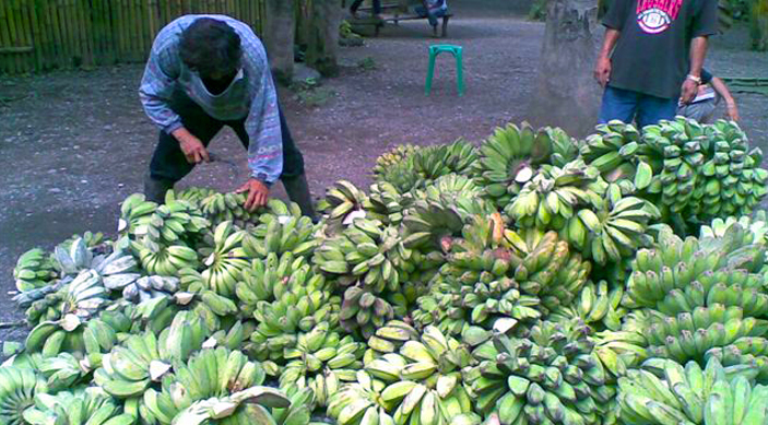 Les bananes chips de l'Ã®le Mindanao aux Philippines