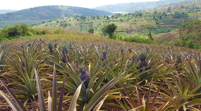 Les ananas sÃ©chÃ©s des collines de Kirehe au Rwanda