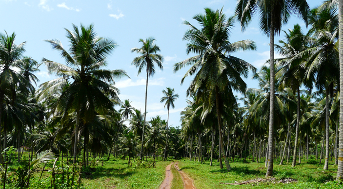 Les noix de coco des jardins de Giriulla au Sri Lanka