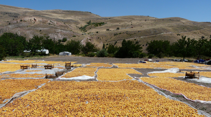 Les abricots des plateaux de Malatya en Turquie