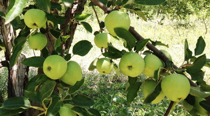 Les pommes séchées des plaines d'Afyon en Turquie