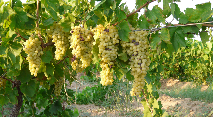 Les raisins de la plaine de Manisa en Turquie