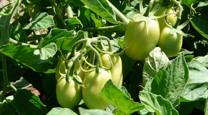Les tomates sÃ©chÃ©es de la plaine de Manisa en Turquie