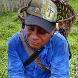 Cueilleur de noix d'Amazonie en Bolivie