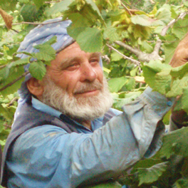 Hasan, cultivateur de noisettes en Turquie