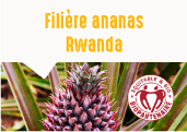 Les ananas séchés des collines de Kirehe au Rwanda