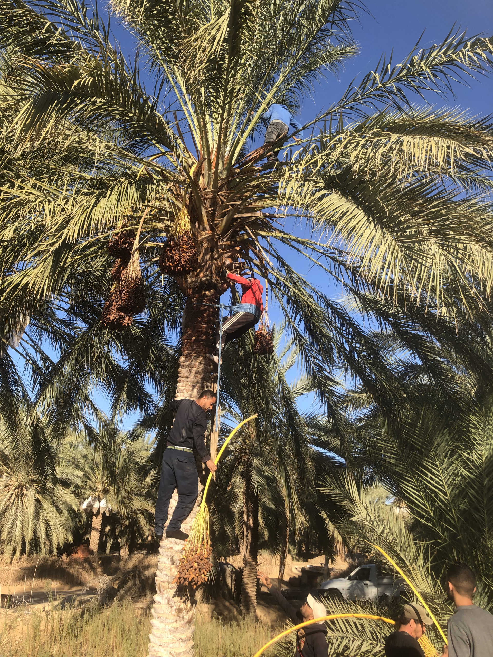 Récolte des dattes Deglet Nour à Blidet en Tunisie