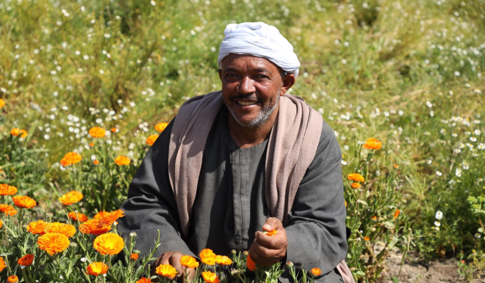 Récolte des dattes Deglet Nour à Blidet en Tunisie