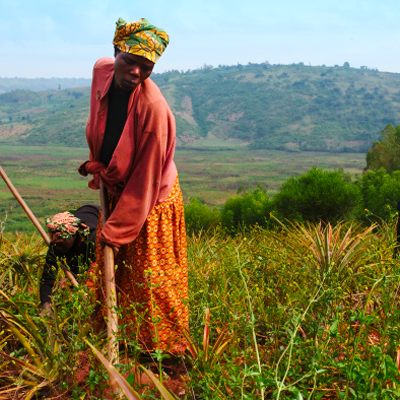 Femmes travaillant dans un champ d'ananas sur les collines de Kirehe au Rwanda.