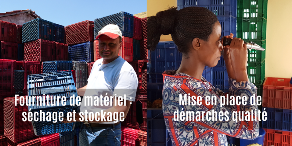 Fourniture de caisses de stockage pour les abricots dans la région de Malatya en Turquie et expertise qualité pour les ananas au Rwanda