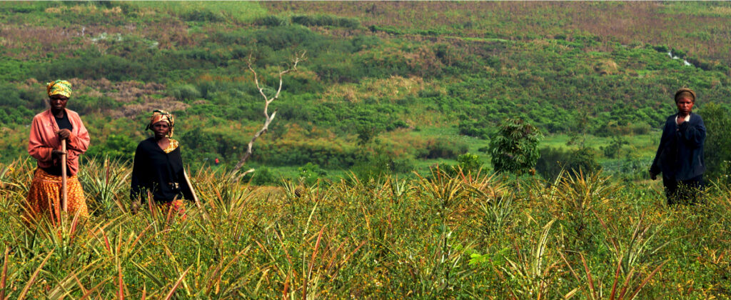Culture des ananas et travail au champ sur les collines de Kirehe au Rwanda