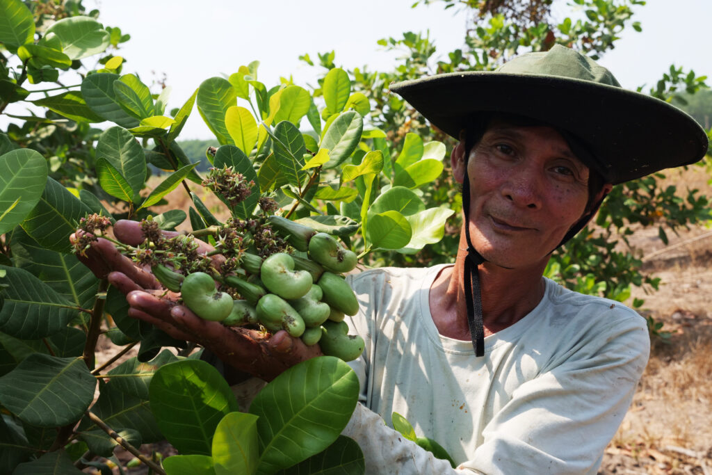 Cultivateur de noix de cajou dans les provinces du sud du Vietnam présentant des noix de cajou sur un anacardier