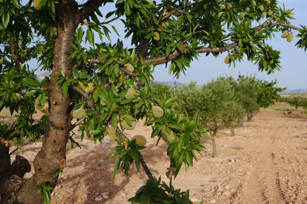 Champ d'amandiers de la vallée de Pinoso en Espagne