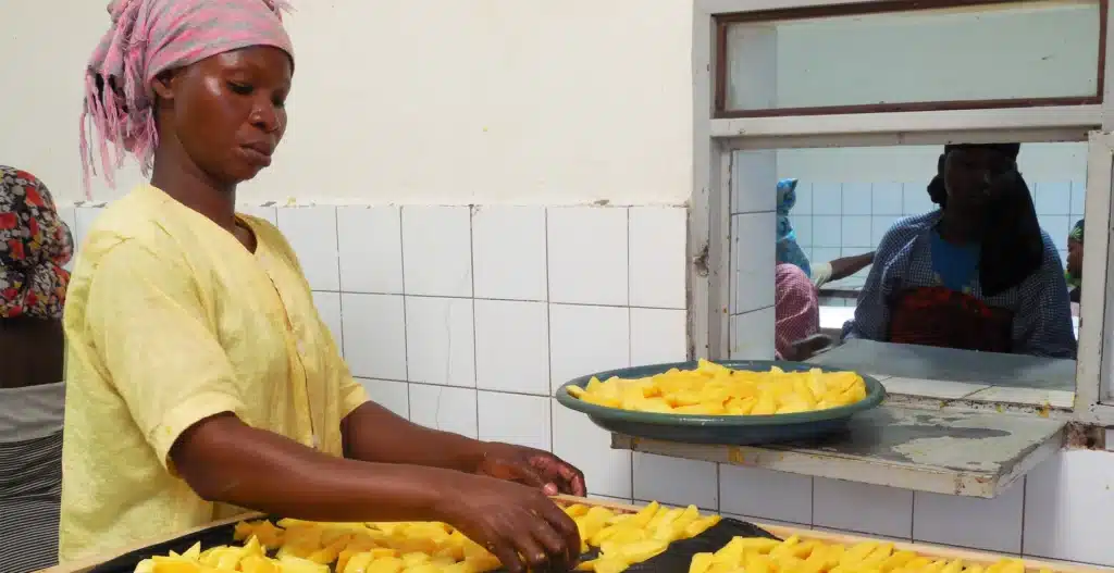 Préparation au séchage des mangues des jardins de Banfora au Burkina Faso