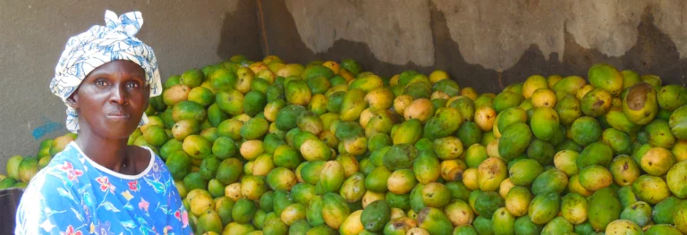 Cultivatrice assise devant des mangues fraichement récoltées dans les jardins de Banfora au Burkina Faso