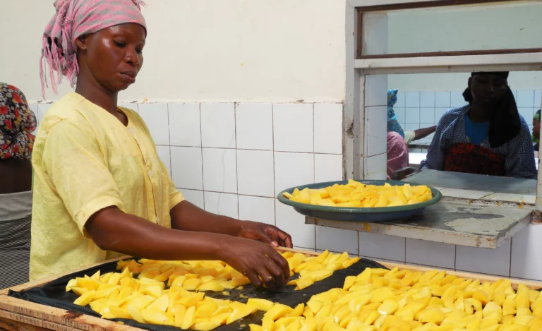 Préparation au séchage des mangues des jardins de Banfora au Burkina Faso