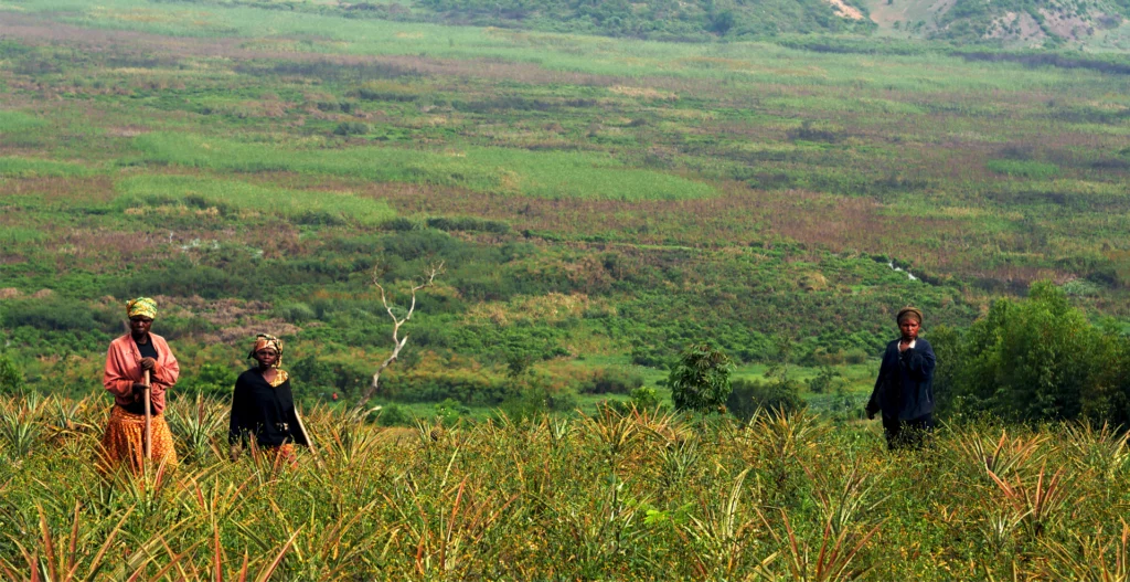 Culture des ananas au Rwanda