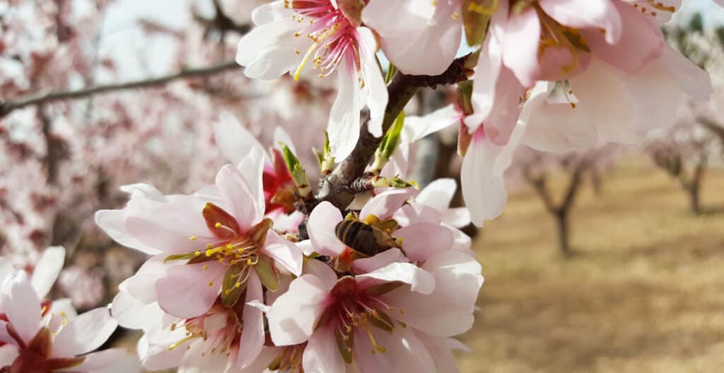 Amandiers en fleurs dans la vallée de Pinoso en Espagne
