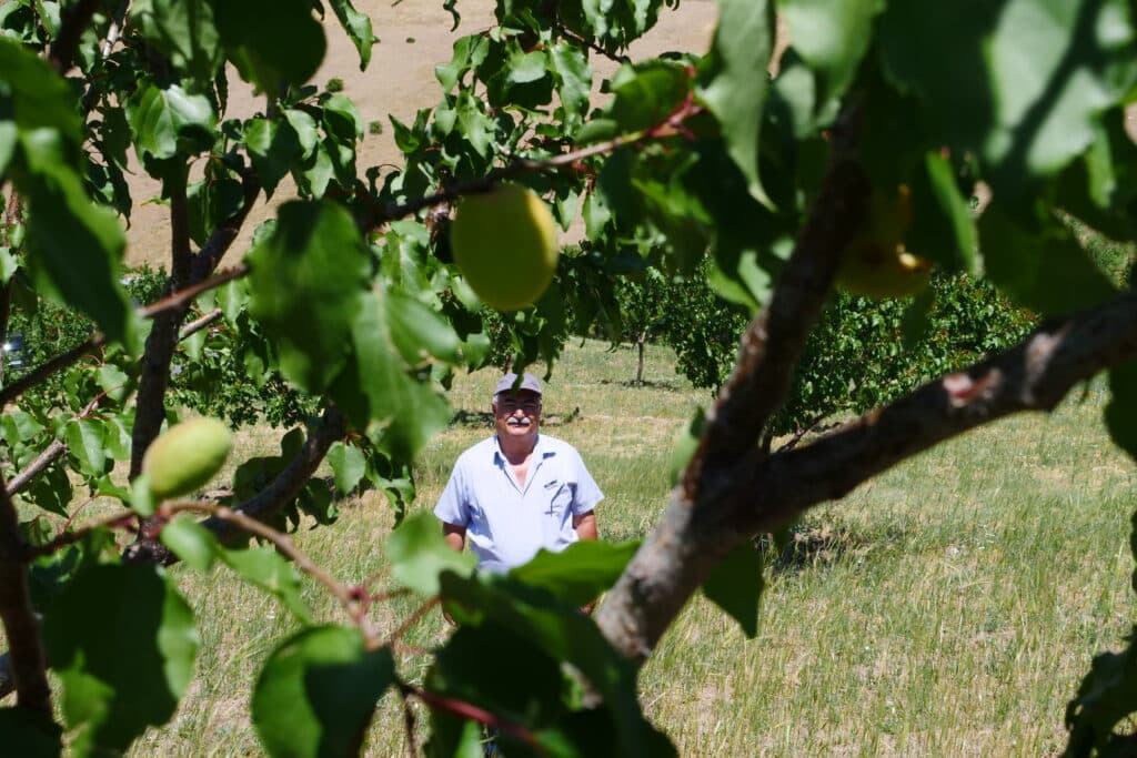 Mehmet, producteur d'abricots en Turquie