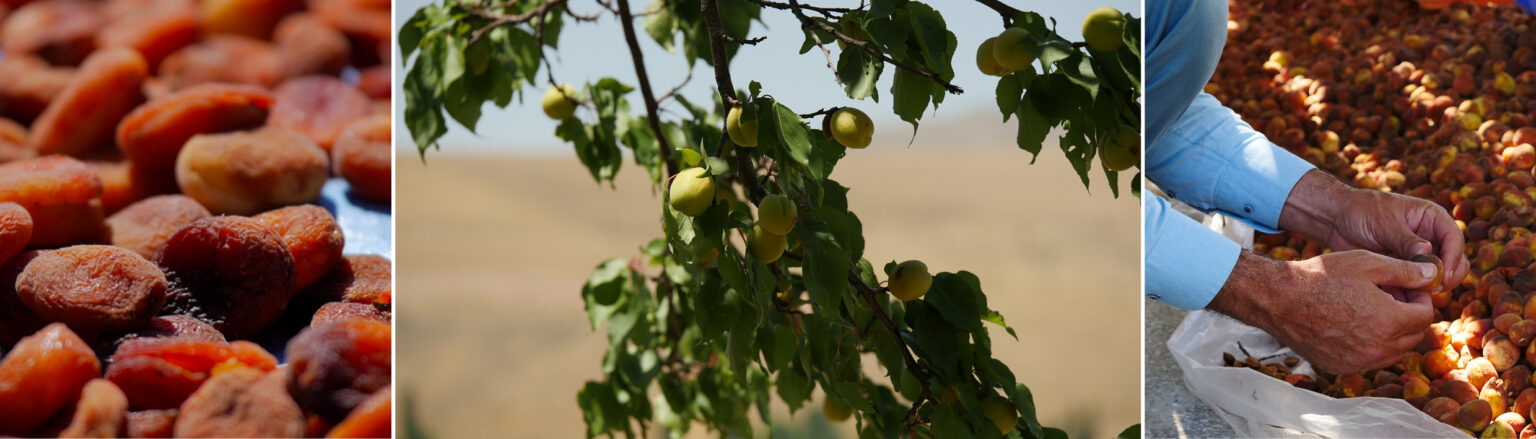 Récolte et séchage des abricots sur les plateaux de Malatya en Turquie