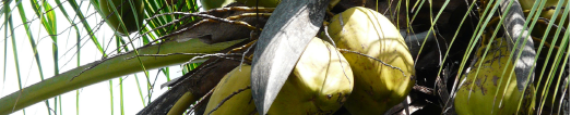 Photo noix de coco sur l'arbre