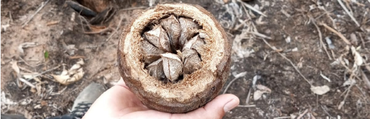 Photo noix d'Amazonie fraichement cueillie