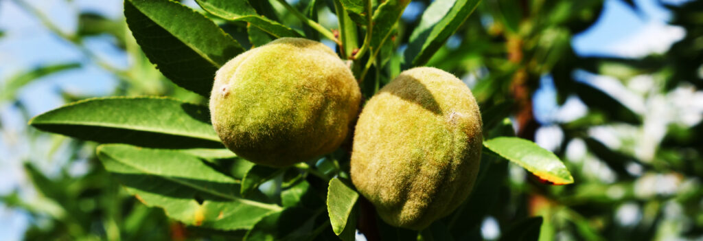 Amandes