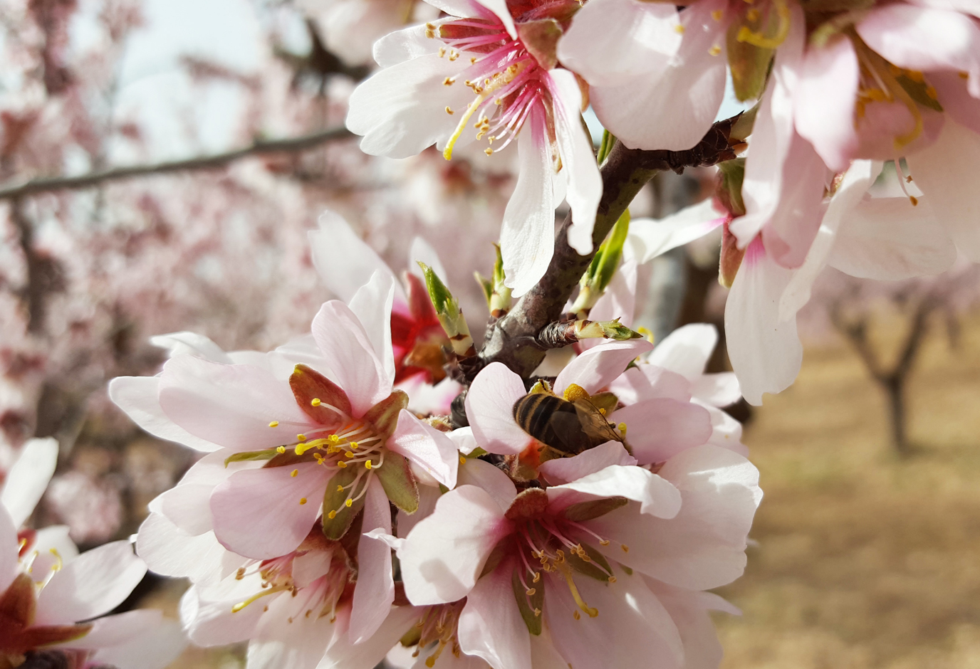 Abeille butinant les fleurs d'alandiers de la vallée de Pinoso en Espagne