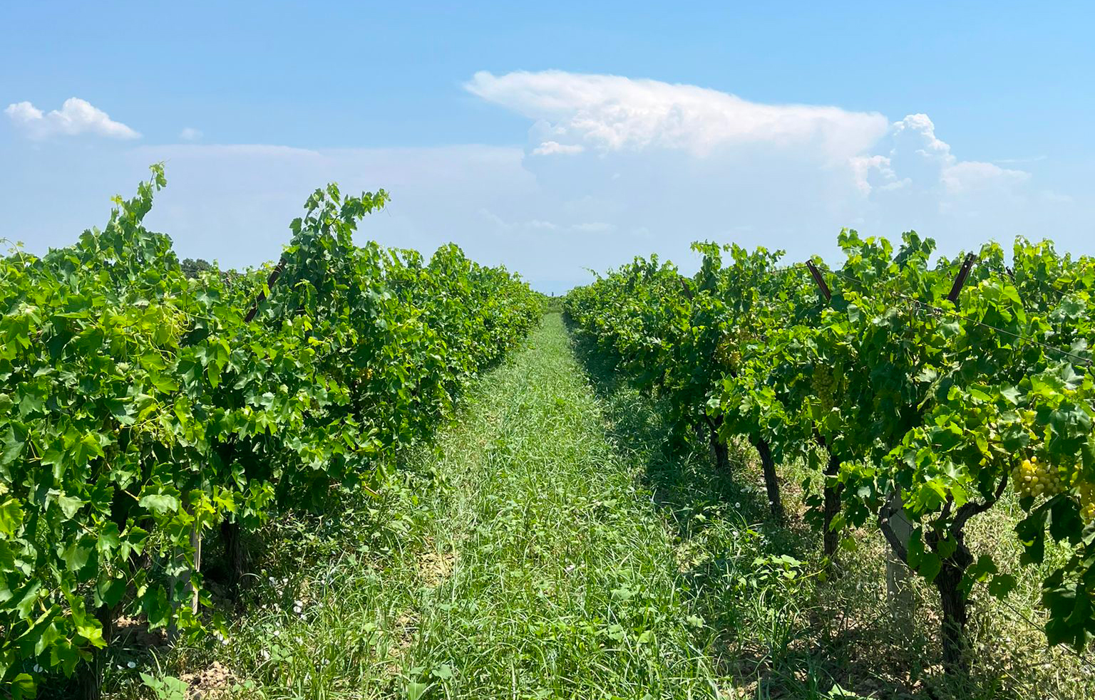 Vignes en Turquie avec du couvert végétal