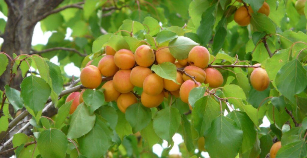 l'agriculture biologique peut-elle nourrir le monde