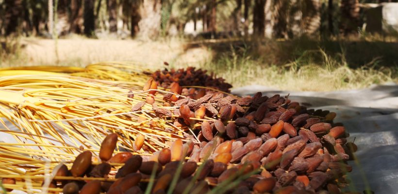 Dattes Deglet Nour des Oasis du Chott el Jérid en Tunisie