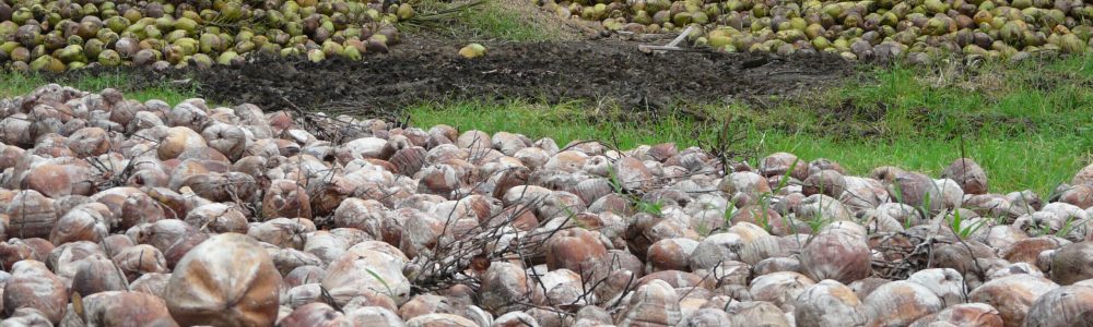 Noix de coco du Sri Lanka