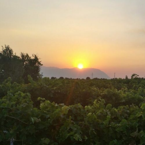 vignes 1